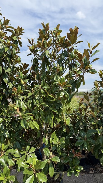 MAGNOLIA GRAND. PRAECOX