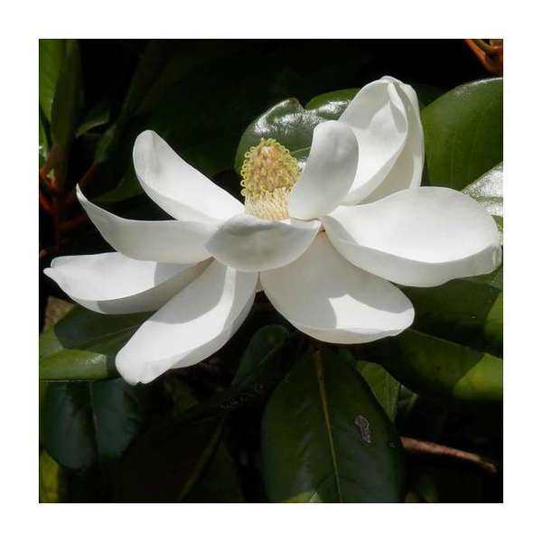 MAGNOLIA GRAND. GALLISONIENSIS