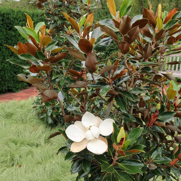 MAGNOLIA GRAND. GALLISONIENSIS