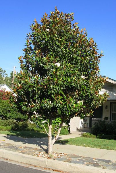 MAGNOLIA GRAND. LITTLE GEM