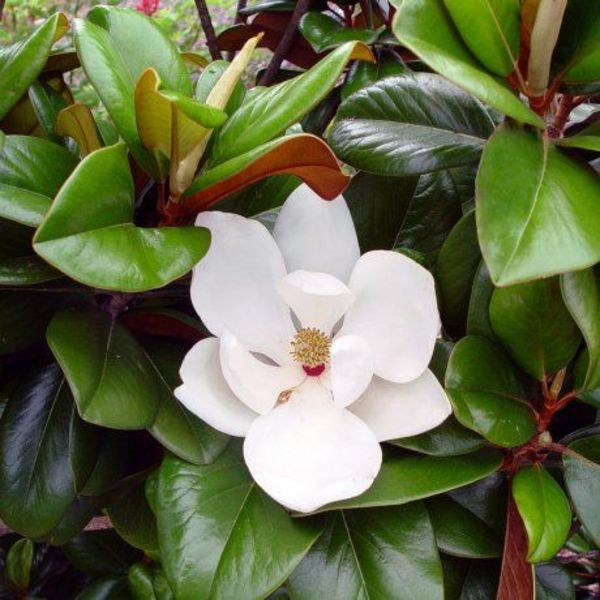 MAGNOLIA GRAND. LITTLE GEM
