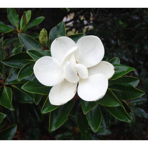 MAGNOLIA GRAND. LITTLE GEM