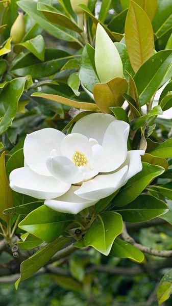 MAGNOLIA GRAND. LITTLE GEM
