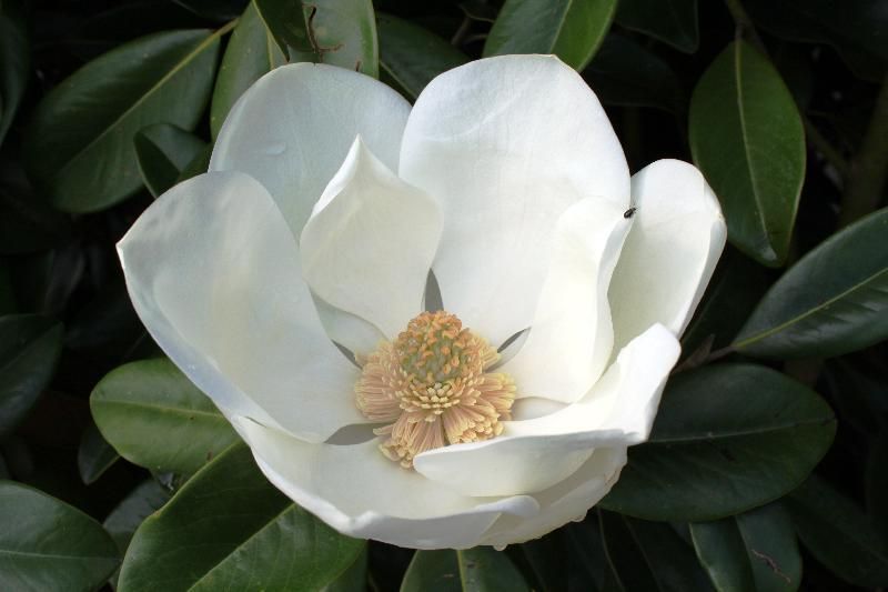 MAGNOLIA GRAND. PRAECOX