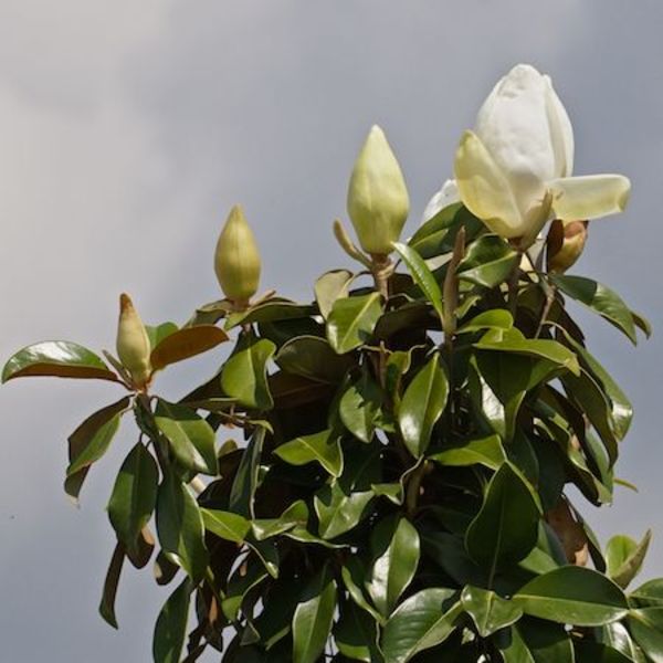 MAGNOLIA GRAND. PRAECOX