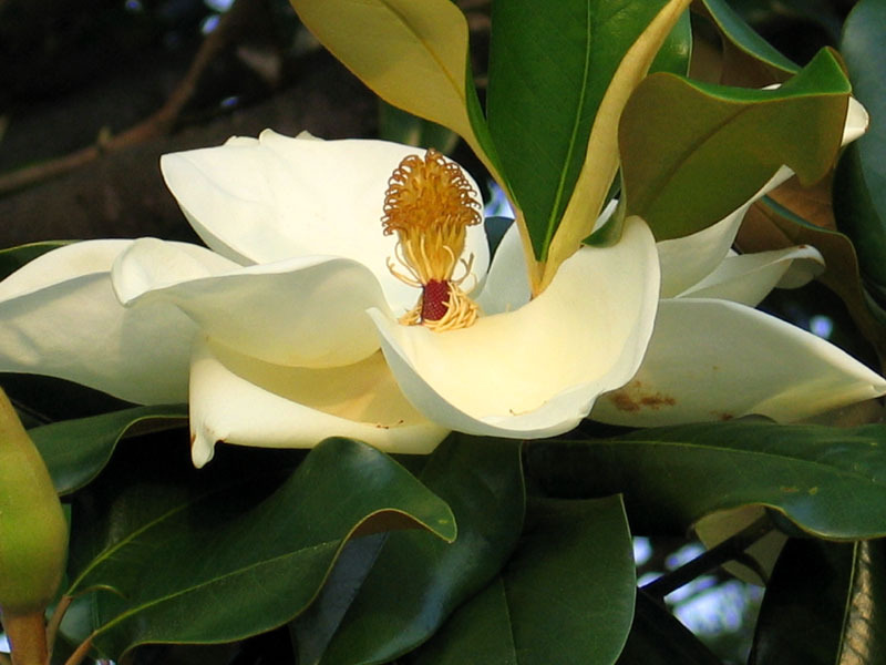 MAGNOLIA GRANDIFLORA SP.
