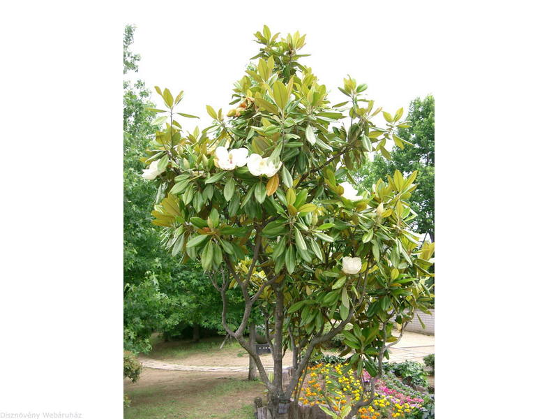 MAGNOLIA GRAND. GALLISONIENSIS