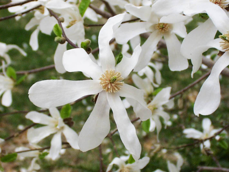 MAGNOLIA KOBUS