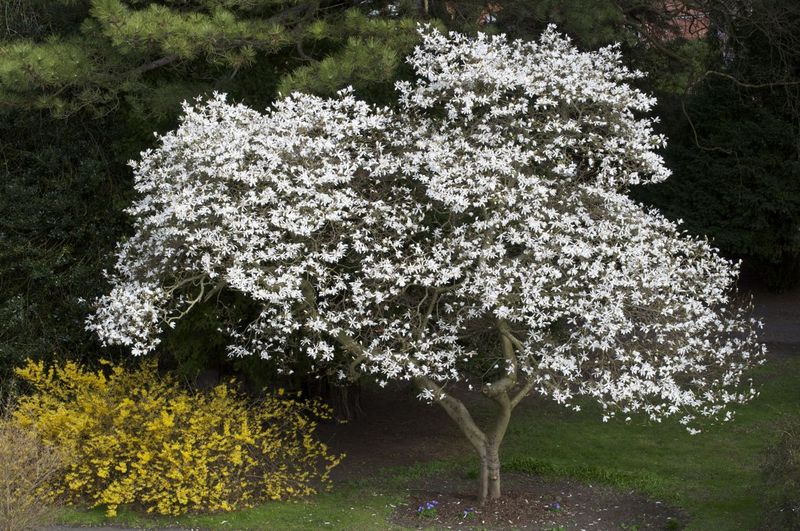 MAGNOLIA KOBUS
