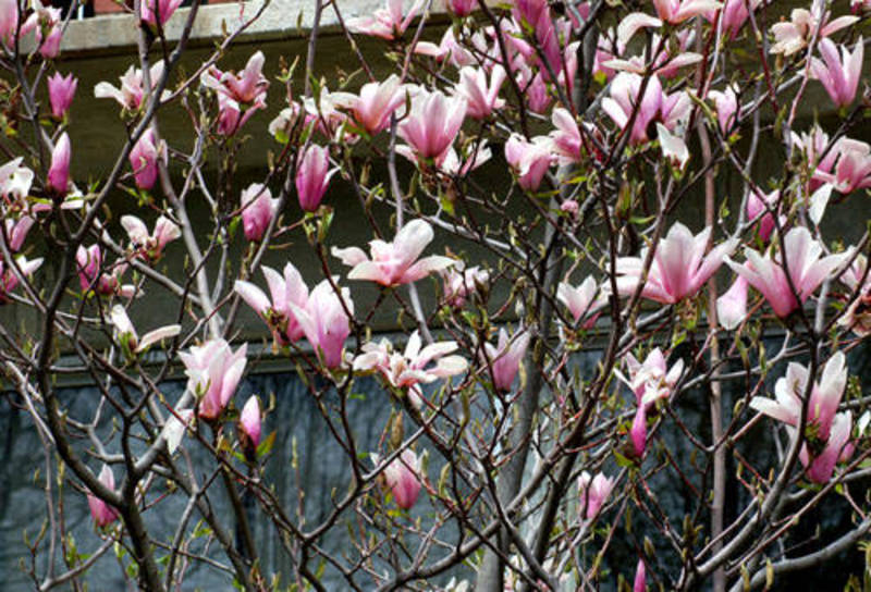 MAGNOLIA KOBUS PINK APRIL
