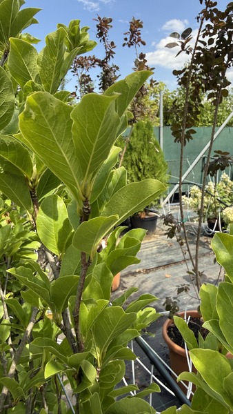 MAGNOLIA LOBNERI WILDCAT