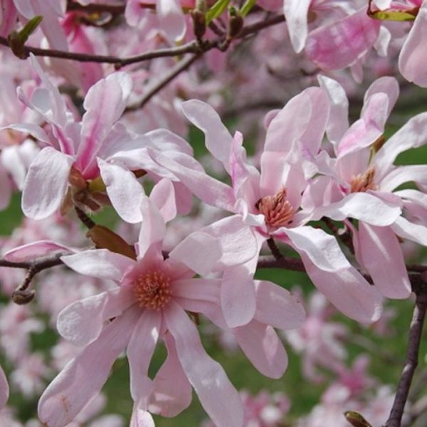 MAGNOLIA LOEBNERI LEONARD MES.
