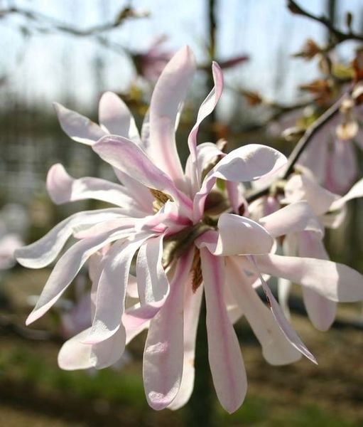 MAGNOLIA LOEBNERI LEONARD MES.