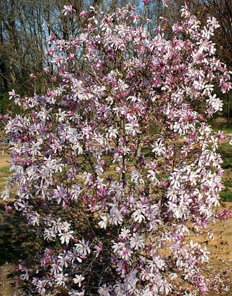 MAGNOLIA LOEBNERI LEONARD MES.