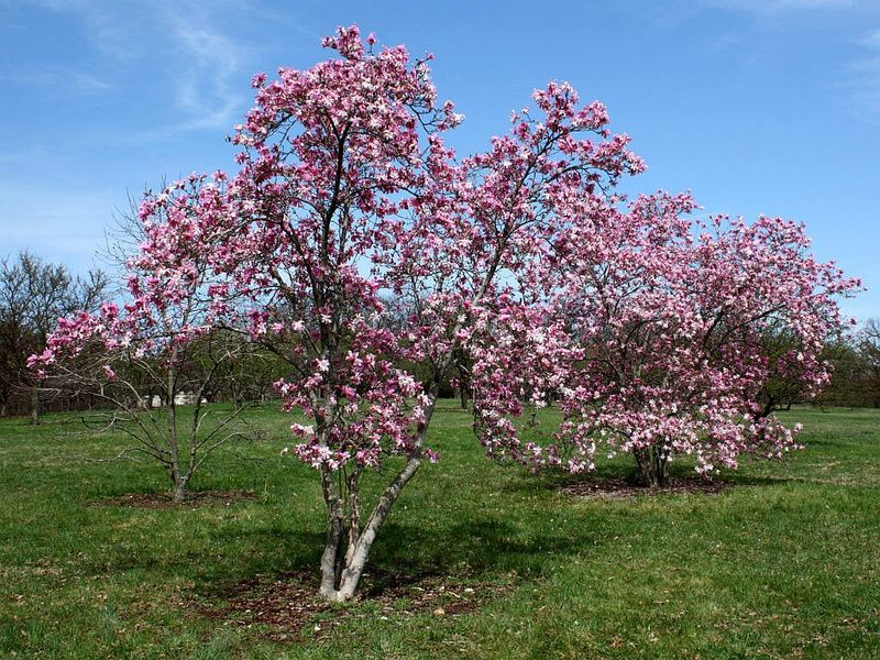 MAGNOLIA LOEBNERI LEONARD MES.
