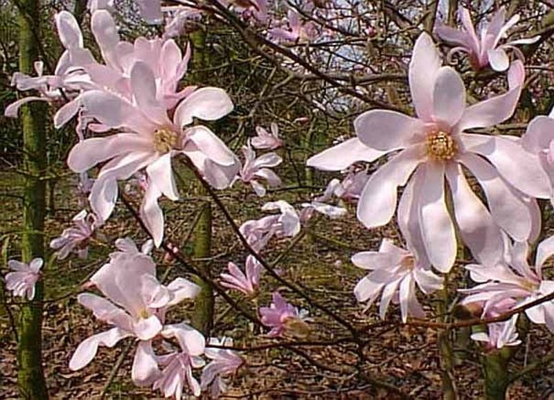 MAGNOLIA LOEBNERI LEONARD MES.