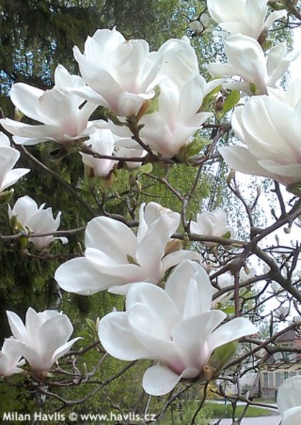 MAGNOLIA SOULANG. ALBA SUPERBA