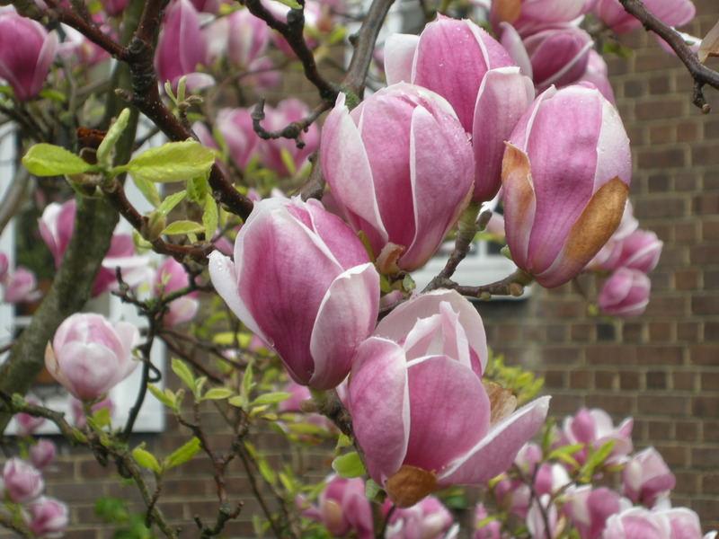 MAGNOLIA SOULANG.