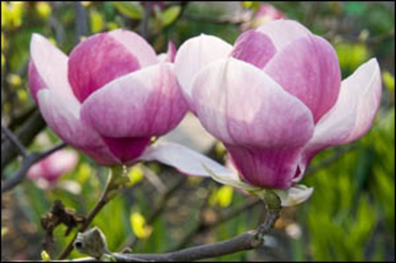 MAGNOLIA SOULANG.