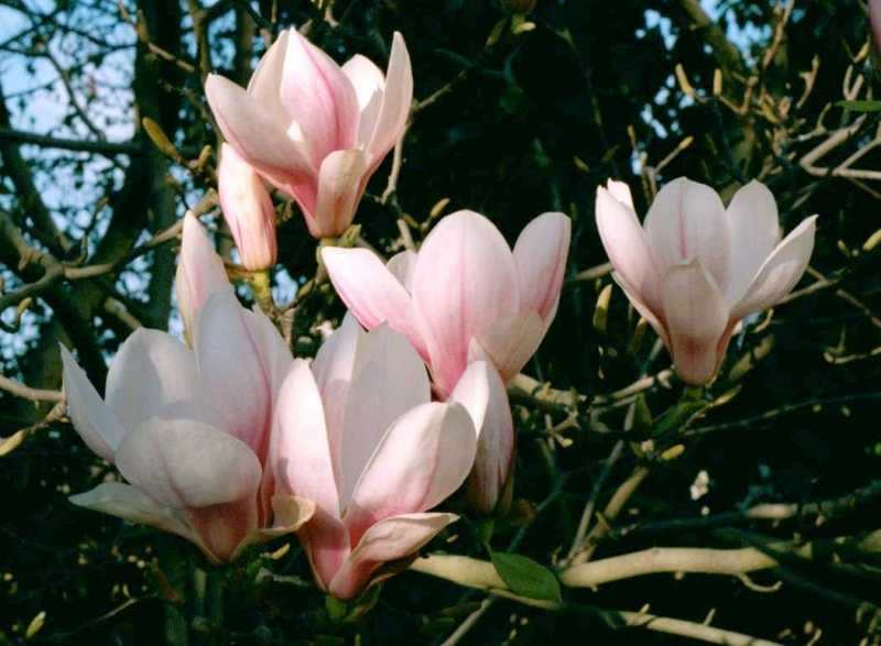 MAGNOLIA SOULANG.