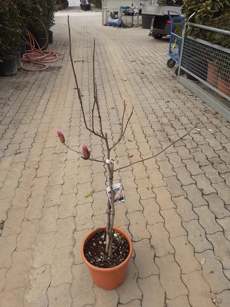 MAGNOLIA SOULANGEANA