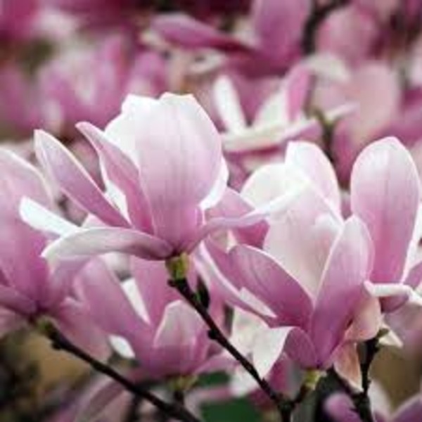 MAGNOLIA SOULANGEANA