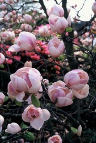 MAGNOLIA SUN DEW