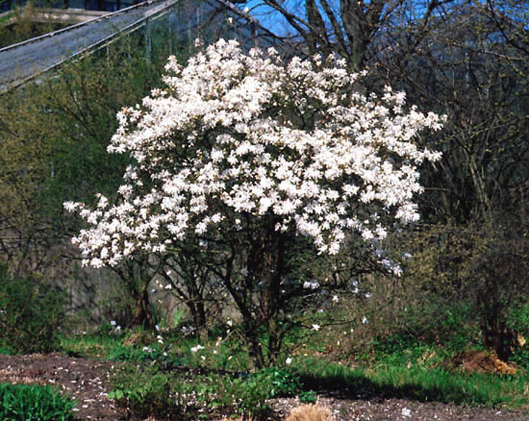 MAGNOLIA STELLATA