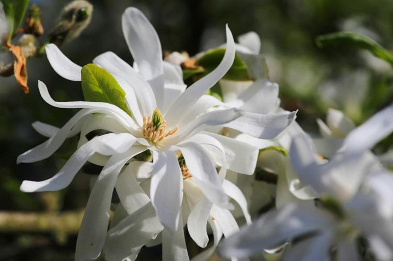 MAGNOLIA STELLATA