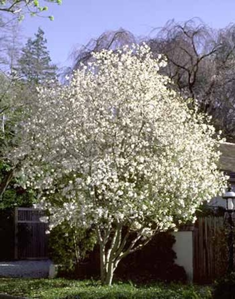 MAGNOLIA STELLATA ROYAL STAR