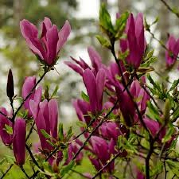 MAGNOLIA SUSAN