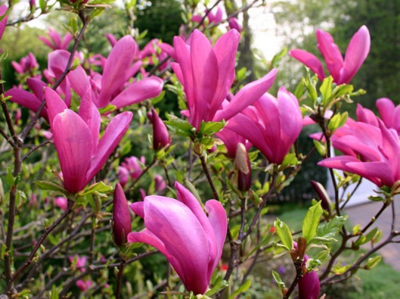 MAGNOLIA SUSAN