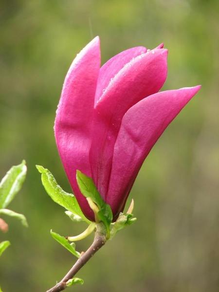 MAGNOLIA SUSAN