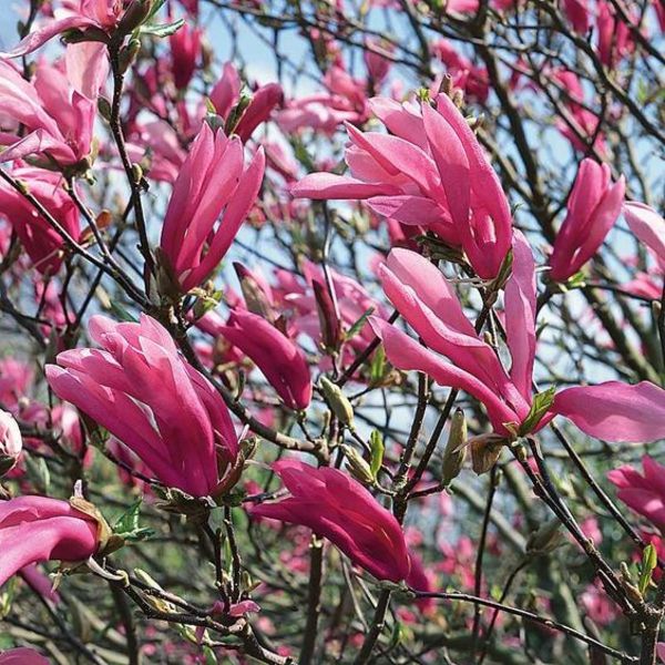 MAGNOLIA SUSAN