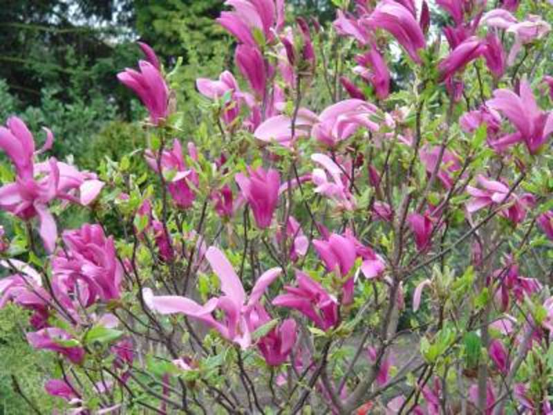 MAGNOLIA SUSAN