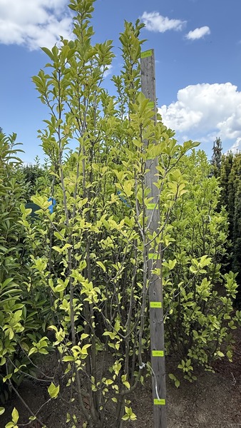 MAGNOLIA SUSAN