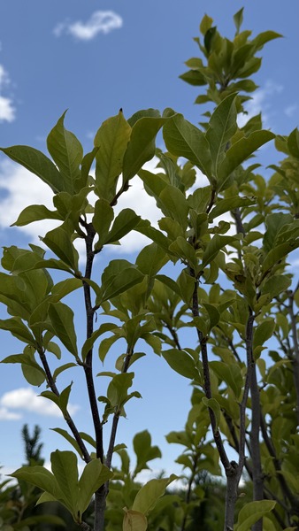 MAGNOLIA SUSAN