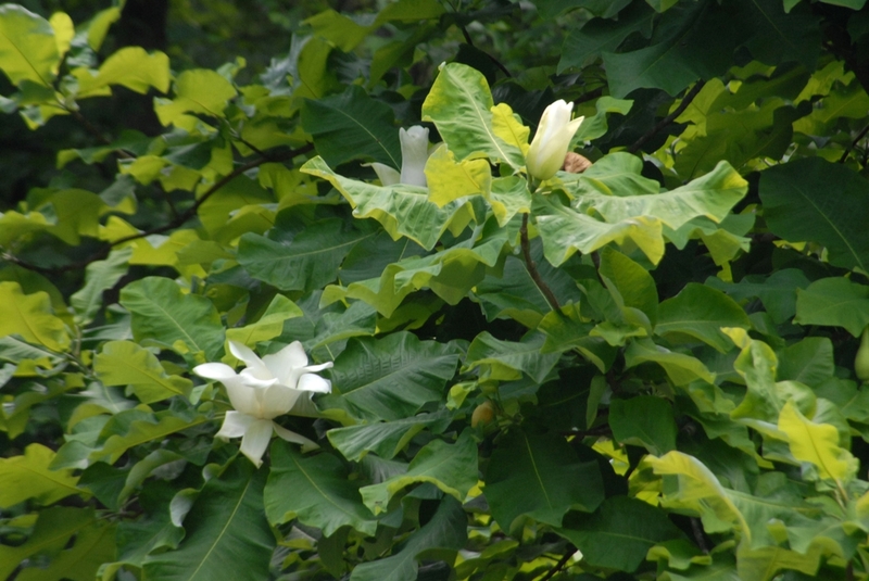 MAGNOLIA TRIPETALA