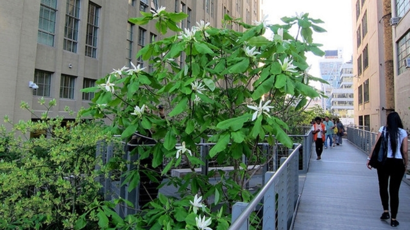 MAGNOLIA TRIPETALA