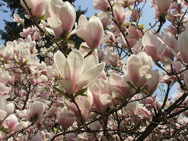 MAGNOLIA SOULANG.