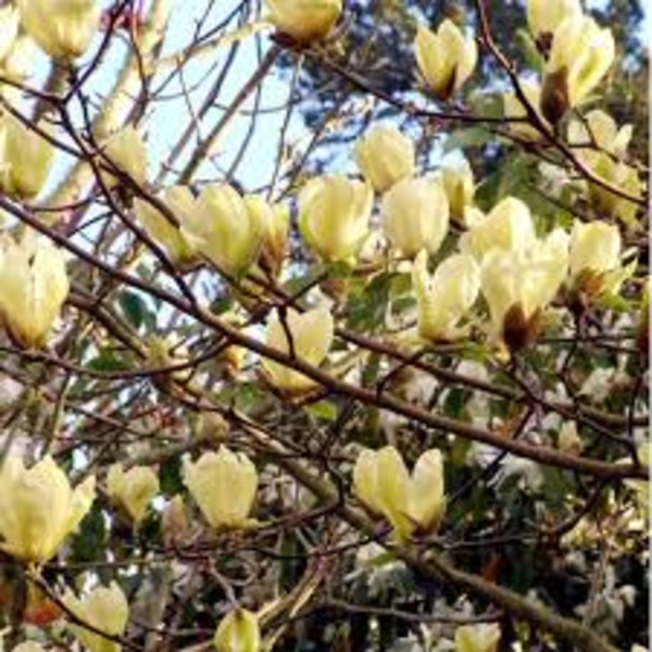 MAGNOLIA YELLOW BIRD