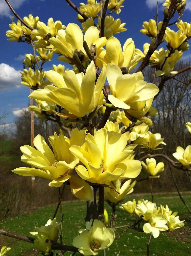 MAGNOLIA YELLOW BIRD