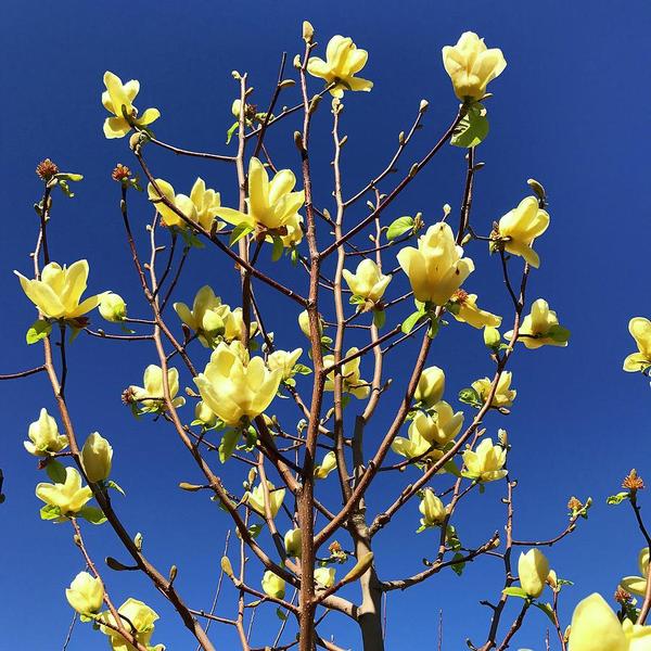 MAGNOLIA YELLOW BIRD