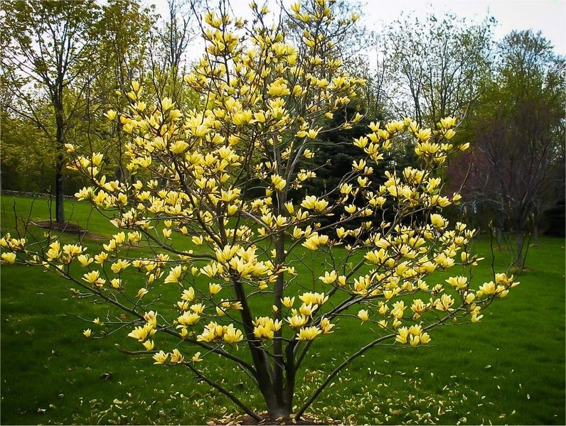 MAGNOLIA YELLOW BIRD