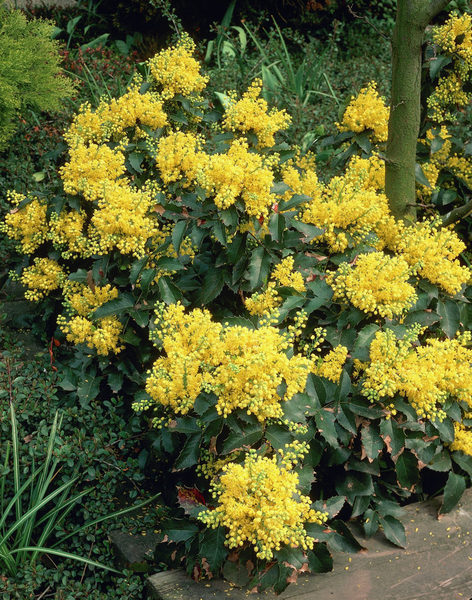 MAHONIA APOLLO