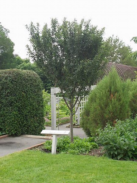 MALUS ADIRONDACK