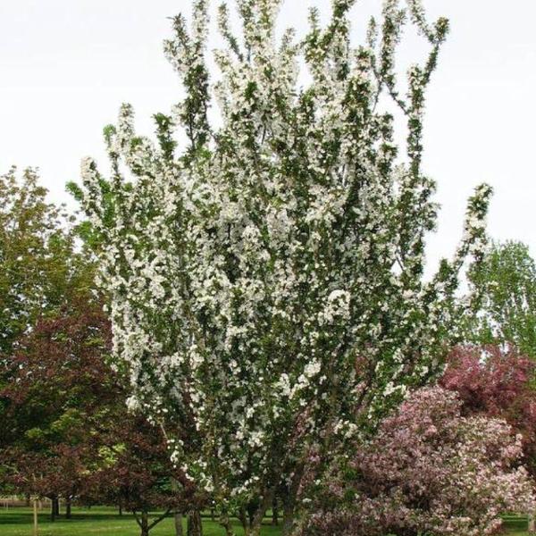 MALUS ADIRONDACK