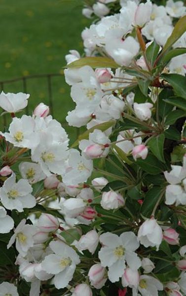 MALUS ADIRONDACK