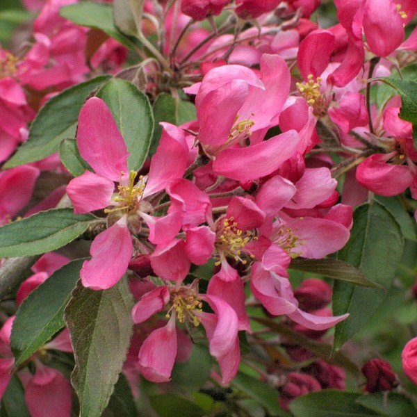 MALUS CHEAL'S WEEPING