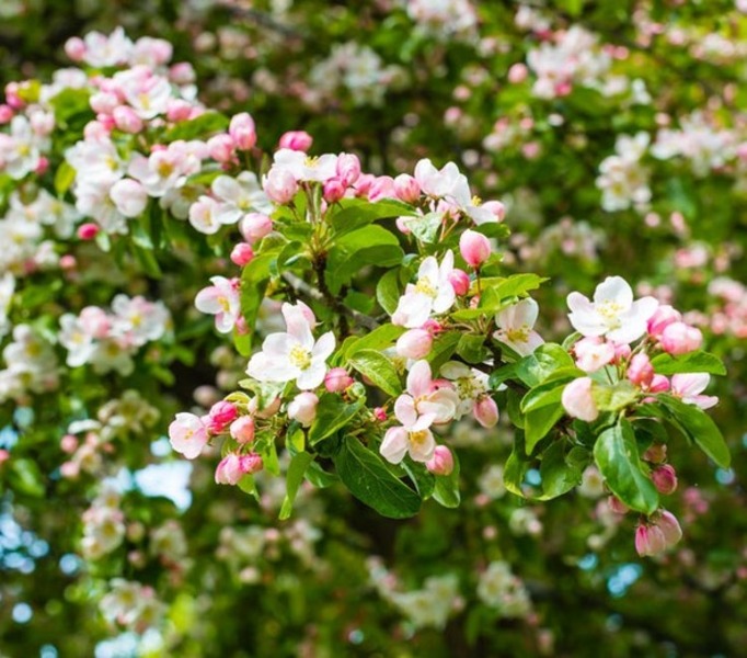 MALUS EVERESTE